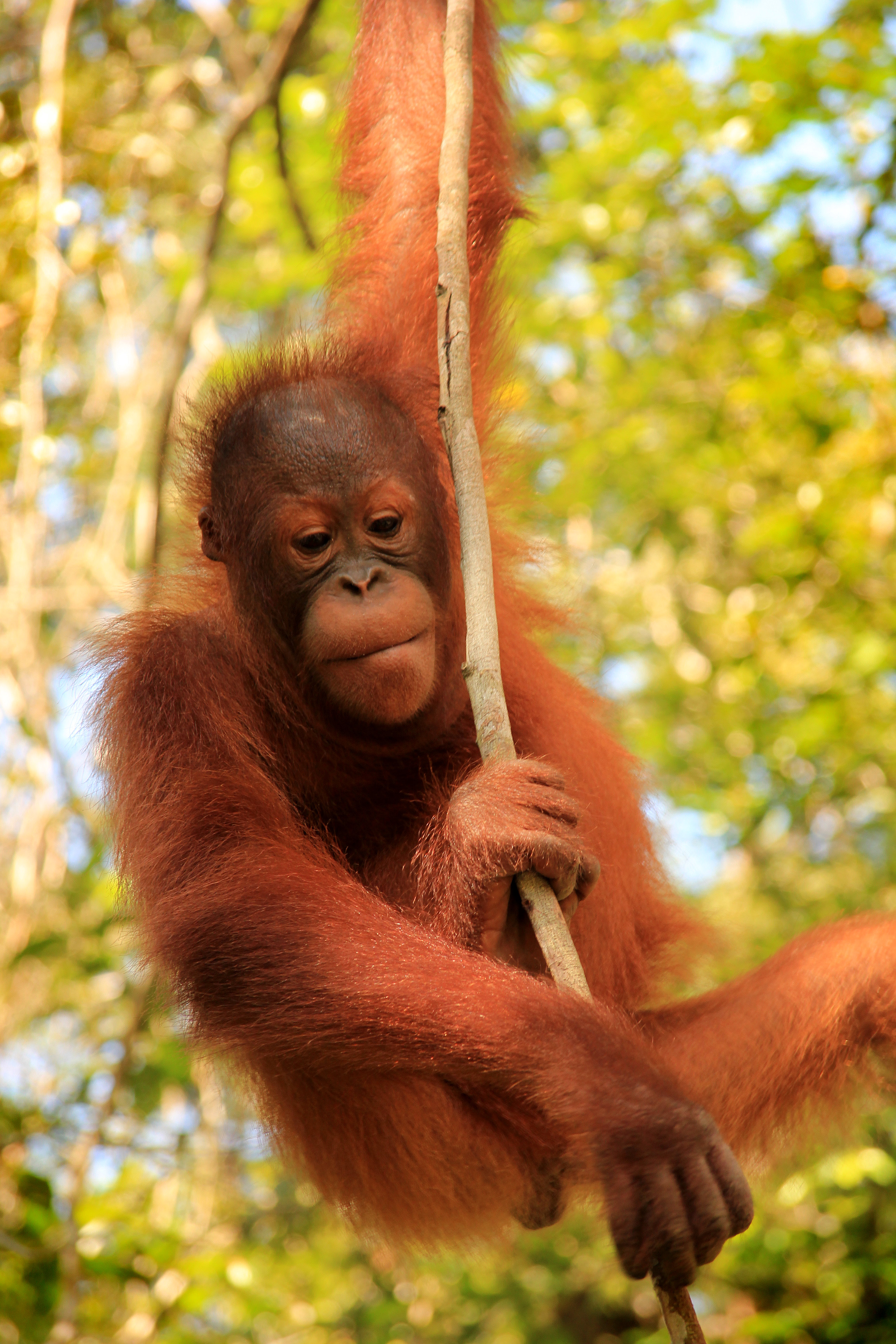 Orang Outan Orang Outan