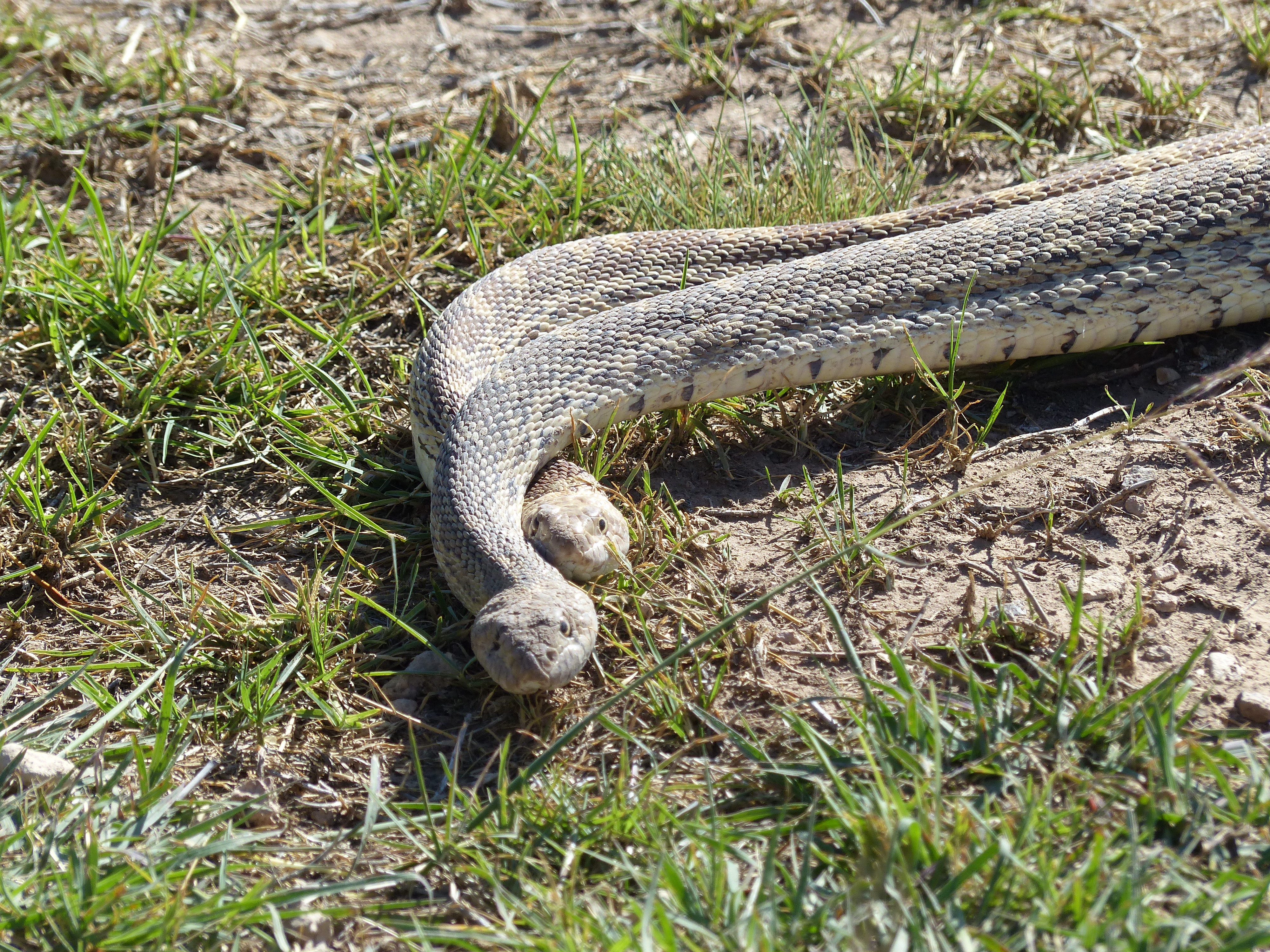 Serpents au Nouveau-Mexique Serpents au Nouveau-Mexique