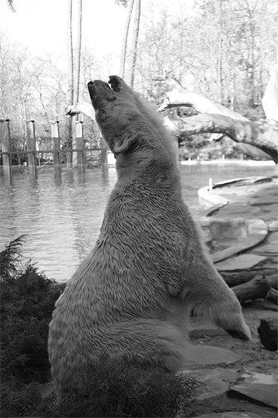 L'ours blanc au Zoo de La Flèche