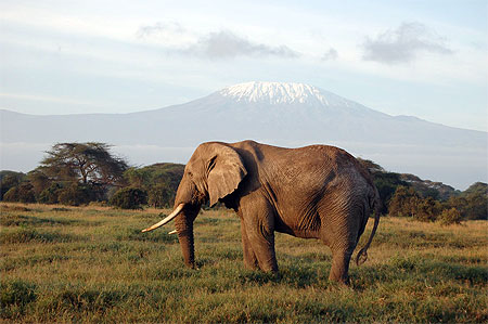 Eléphant au pied du Kili Eléphant au pied du Kili