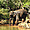 Elephant prenant son bain