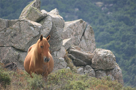 Cheval Cheval