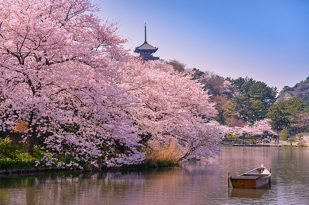 japon-les-cerisiers-en-fleurs-en-photos-routard