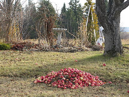 Pommes pour chevreuils à St-Octave-de-Métis