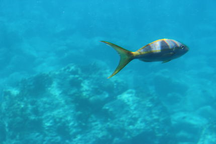 Plongée dans la réserve Cousteau en Guadeloupe