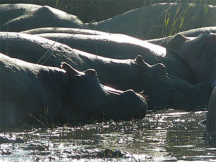 Hippopotames au repos