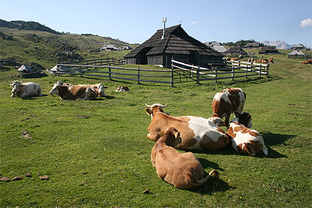 Les vaches, gardiennes de Velika Planina Les vaches, gardiennes de Velika Planina