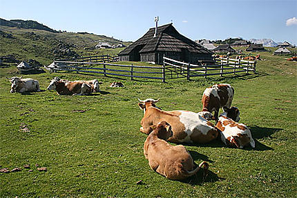 Les vaches, gardiennes de Velika Planina