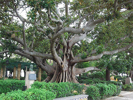 Arbre géant Arbre géant
