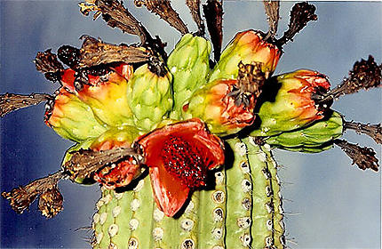 Fleurs de saguaros