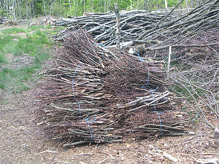 Ecologique Ecologique
