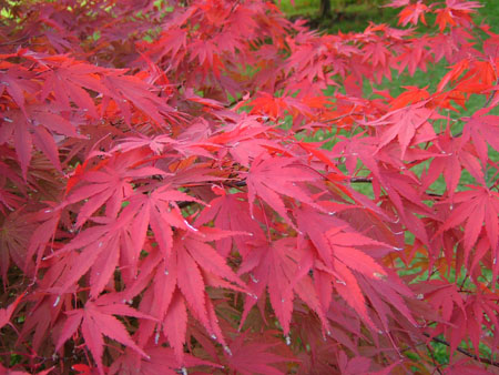 Couleurs d'automne Couleurs d'automne