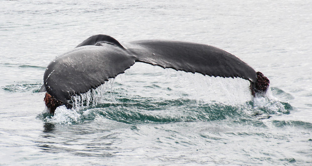 Croisière aux baleines