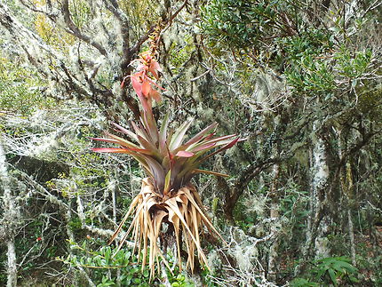 Plante épiphyte