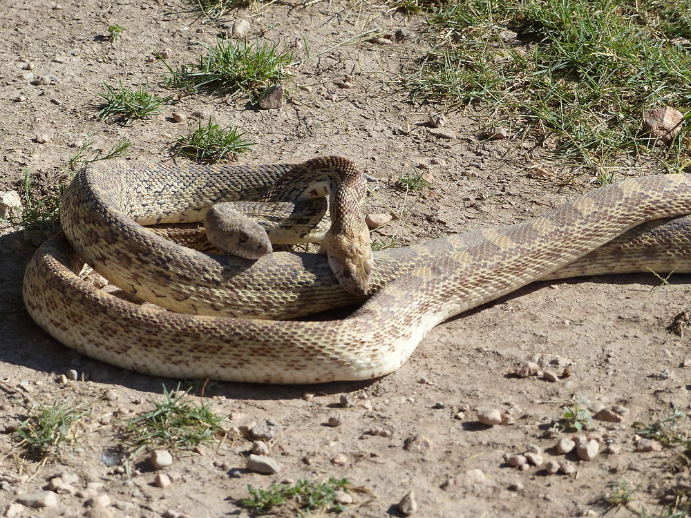 L'amour vache entre serpents !