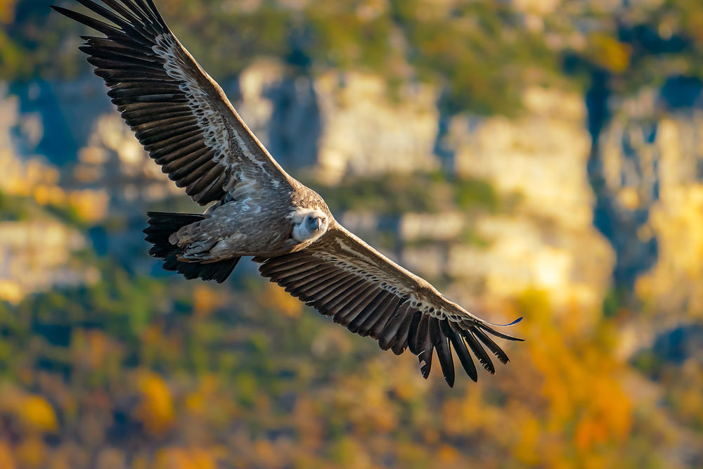 L'élégance du Vautour Fauve de France