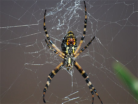 Araignée Araignée