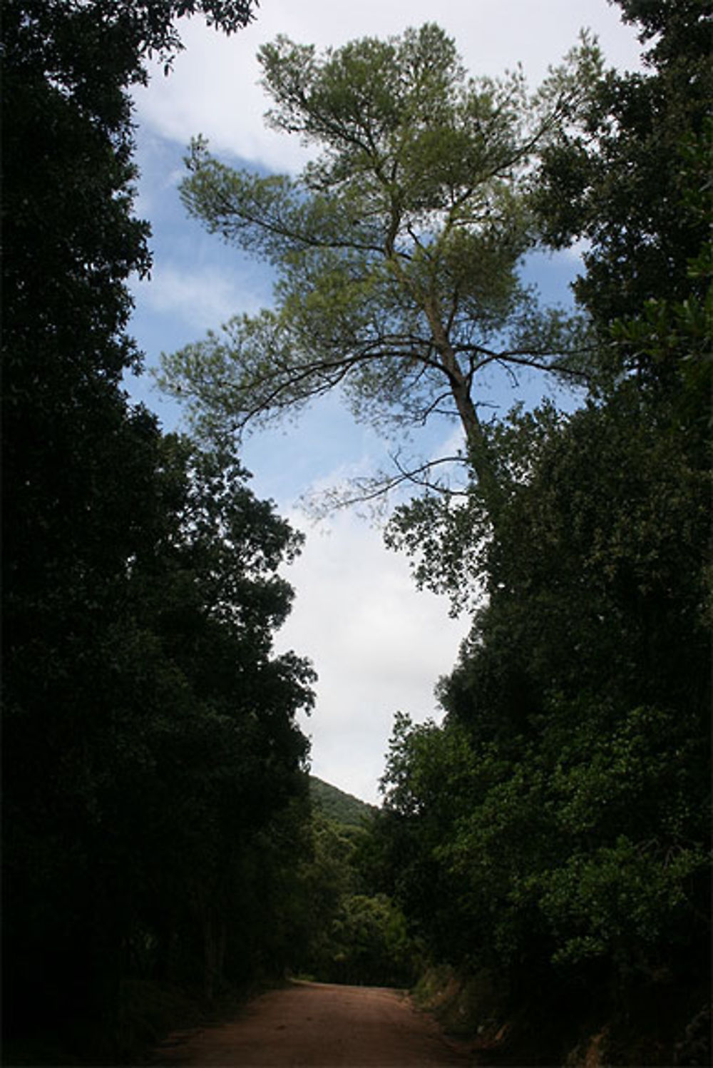 Piste dans le Monte dei Sette Fratelli