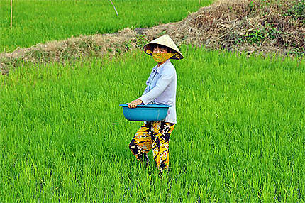 Entretien de la rizière