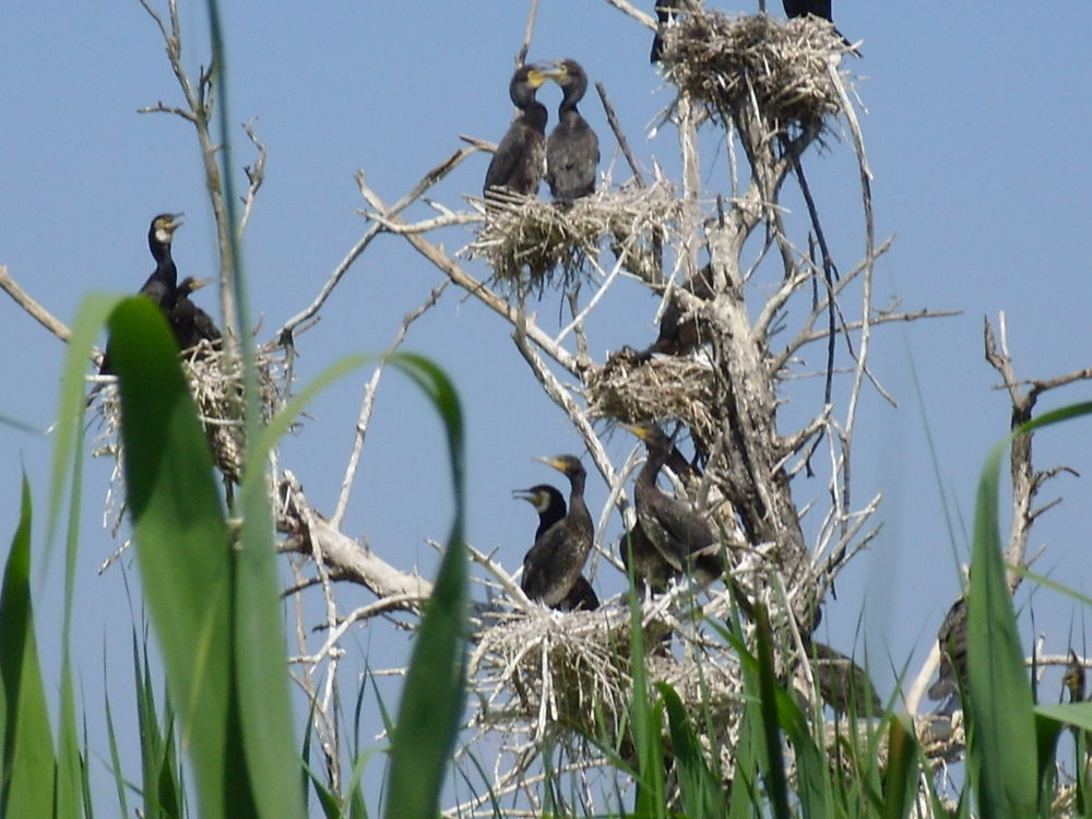 Nidification des oiseaux