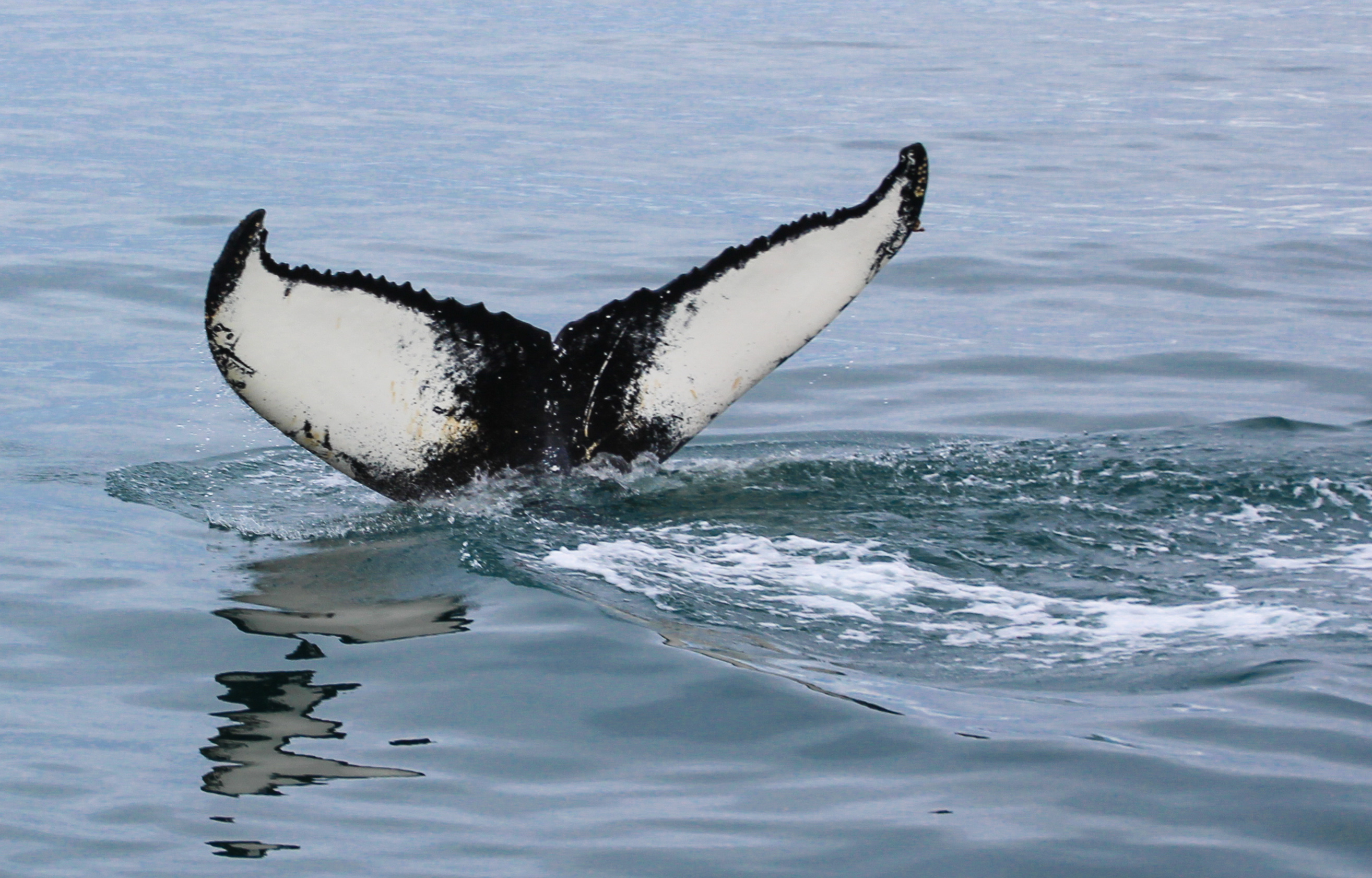 Croisière Aux Baleines : Baleines : Animaux : Animaux : Húsavík ...