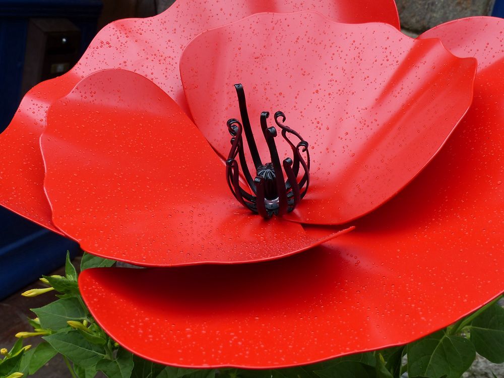 Coquelicot à La Gacilly