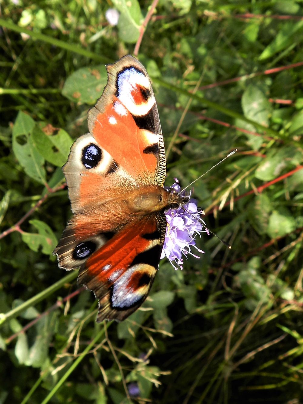 Papillon, Saint-Merd-la-Breuille