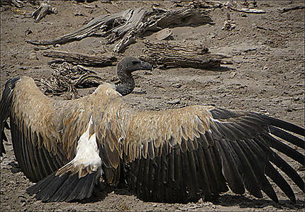 Amboselli - Le vautour, il veut pavanner ou se rafraîchir, devinez !