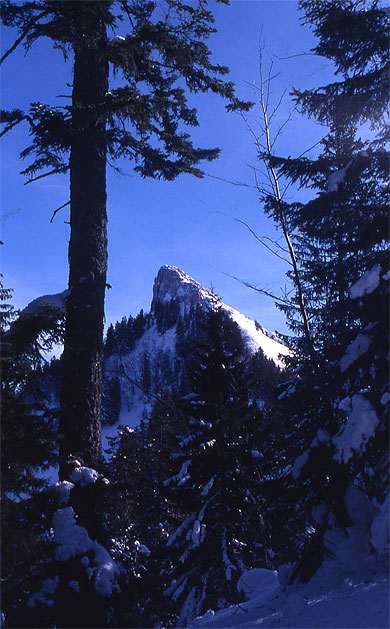 La Pinea La Pinea