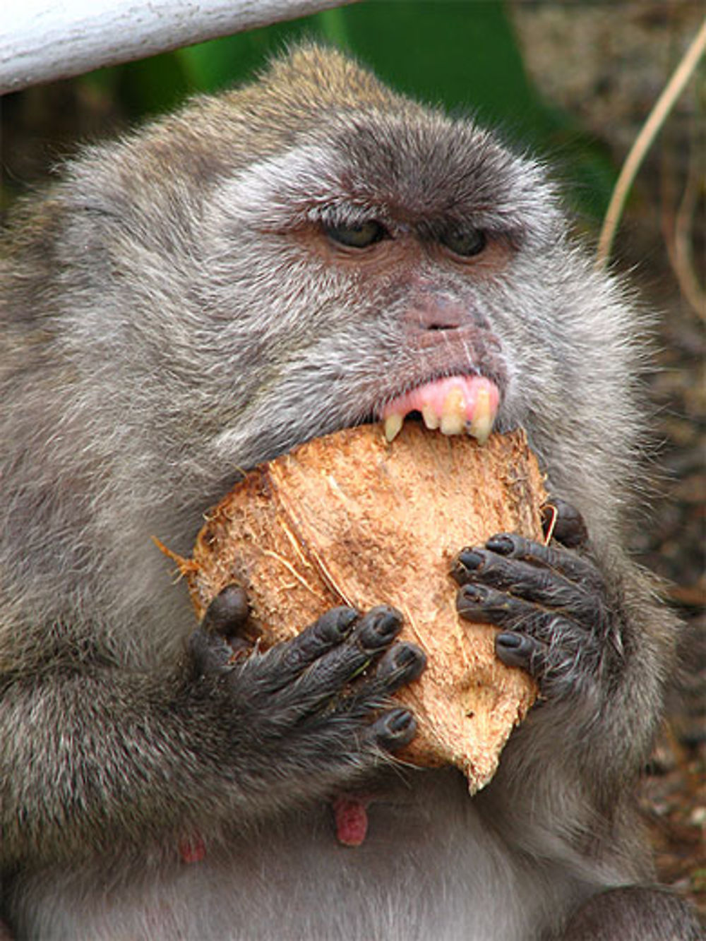 Singe à Grand Bassin