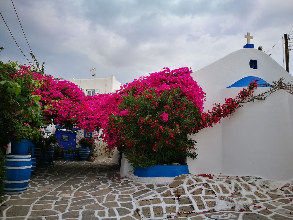 Bougainvillier à Prodromos