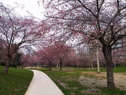 Cerisiers en fleur au parc Martin Luther King