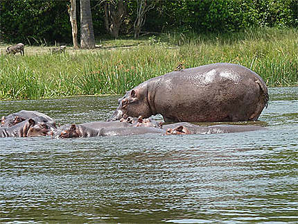 Hippopotames du Nil