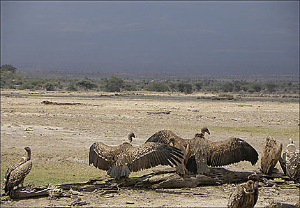 Amboselli - Vautour
