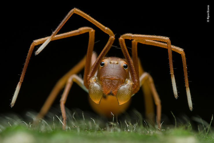 Araignée, Parc national de Buxa, Inde