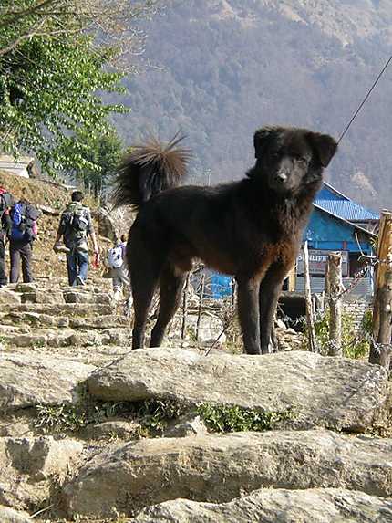 Ce chien népalais