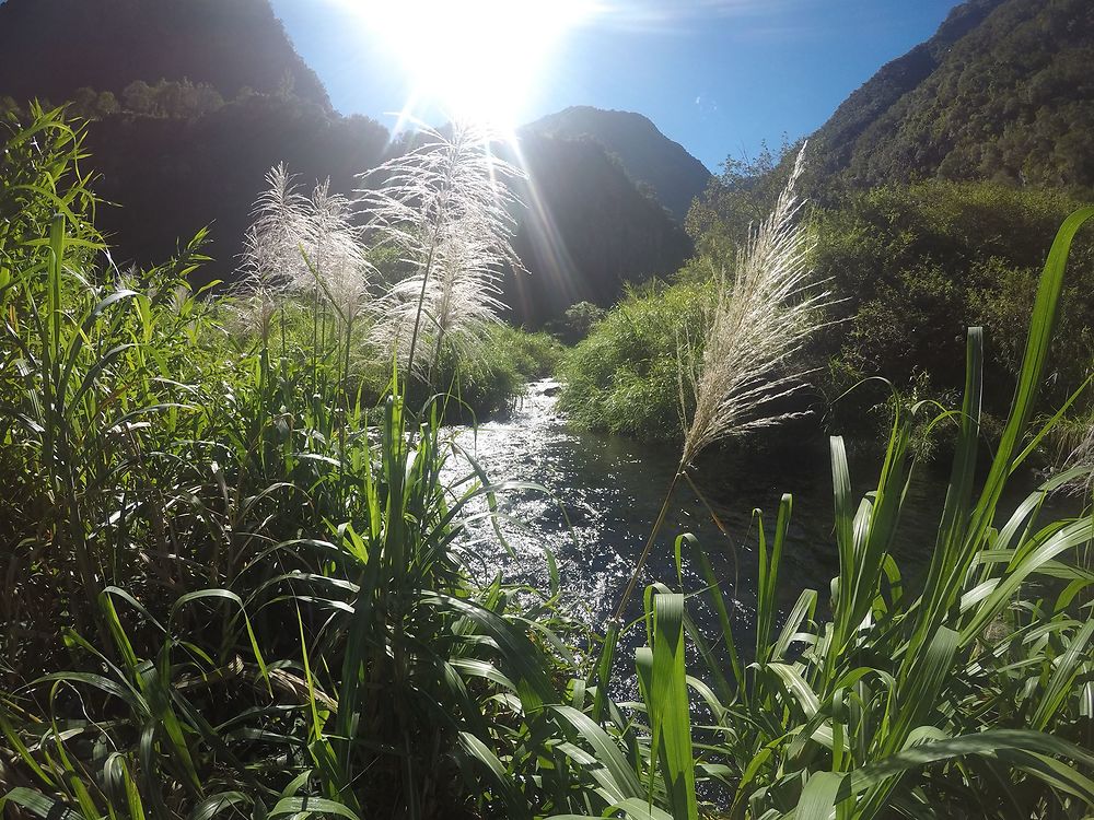 Fond la rivière - Grand Bassin - Ile de la Réunion