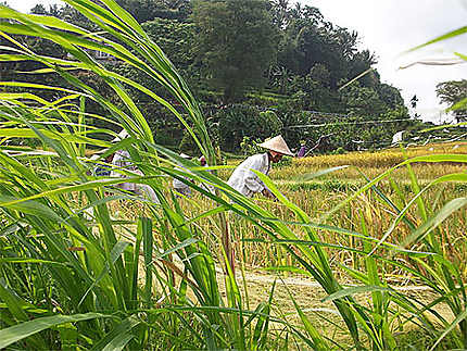 Récolte de riz 