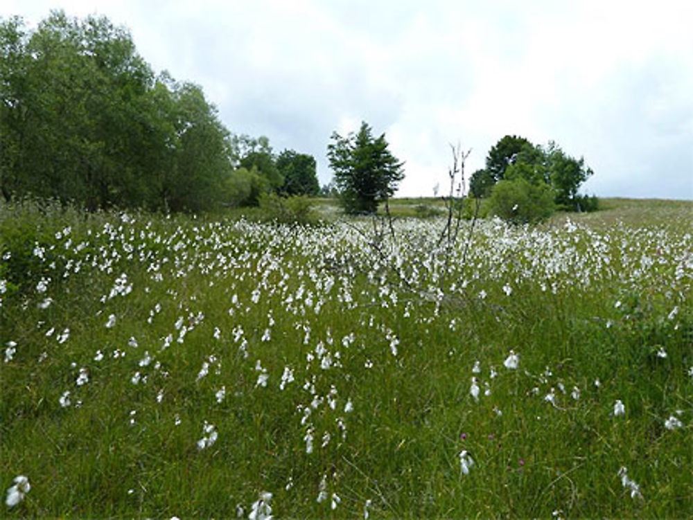 Champ de Linaigrettes au dessus d'Arieseni