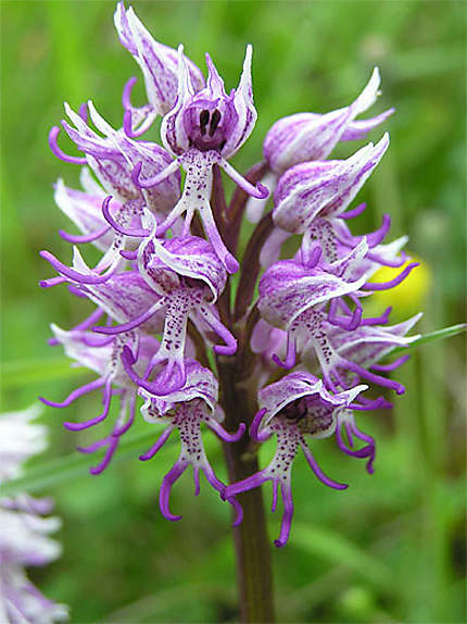 Orchis singe