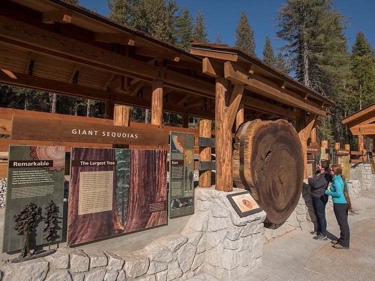 Californie - Parc Yosemite : les séquoias géants de Mariposa Grove accessibles