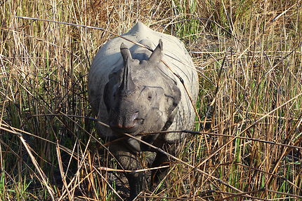 Rhinocéros à une corne du parc National du Chitwan
