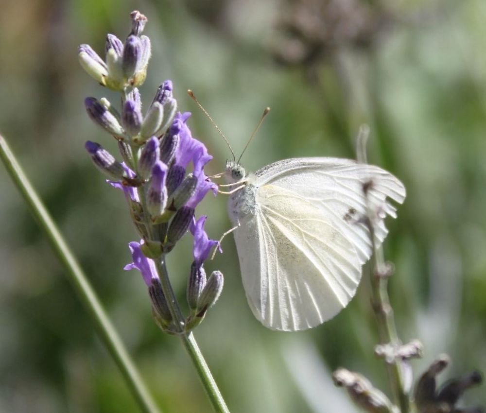 Papillon blanc