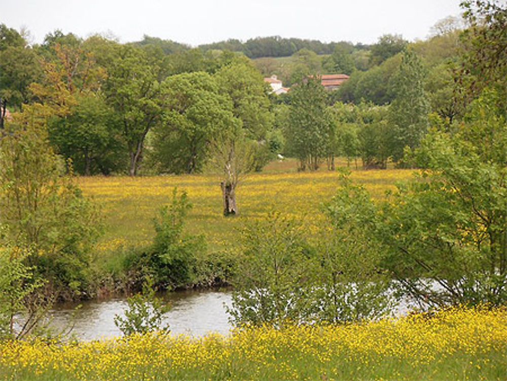 La Sèvre nantaise (Mortagne-sur-Sèvre)