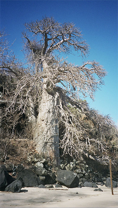 Baobab Baobab