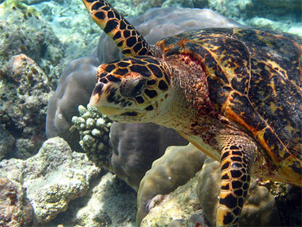 Tortue dans le lagon !