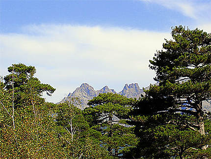 Forêt d'Aitone