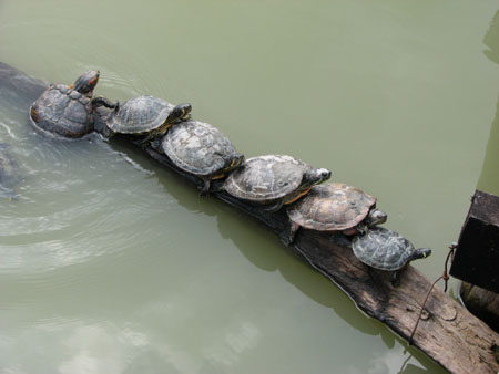 à la queue leuleu..... à la queue leuleu.....