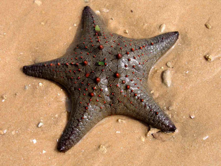 Etoile de mer Etoile de mer