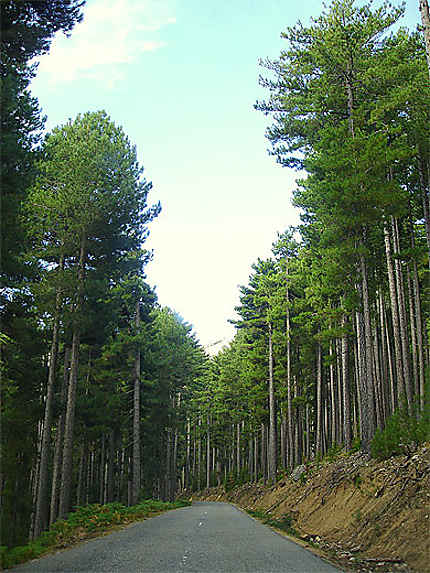 Forêt d'Aitone